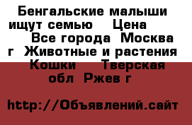 Бенгальские малыши ищут семью) › Цена ­ 5 500 - Все города, Москва г. Животные и растения » Кошки   . Тверская обл.,Ржев г.